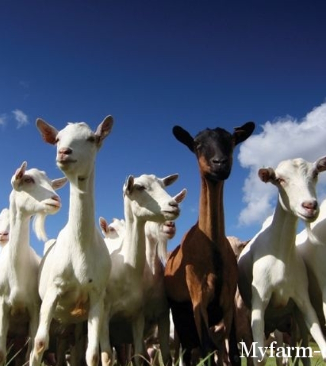 1314786840_goats-large