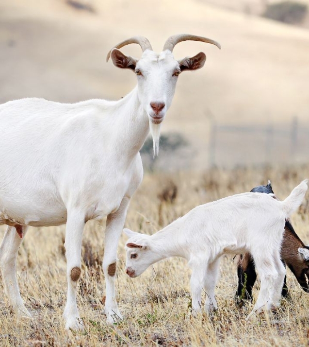 1324544573_goat_family