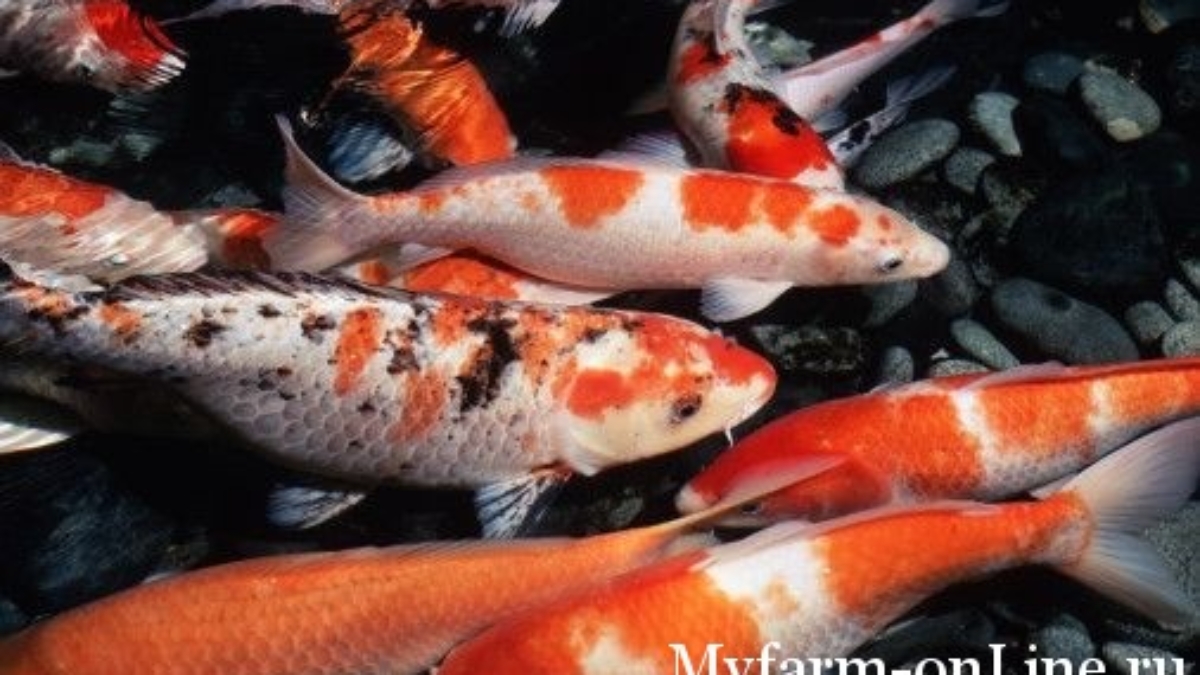 1332828557_karp-koi-44