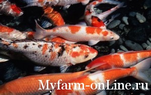 1332828557_karp-koi-44