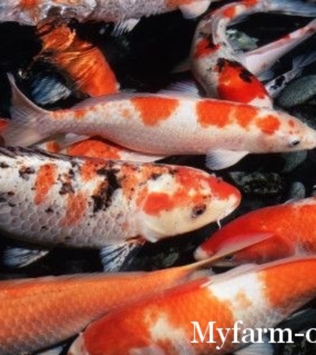 1332828557_karp-koi-44