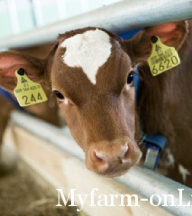 Calf_feeder_title_page_358_x_239