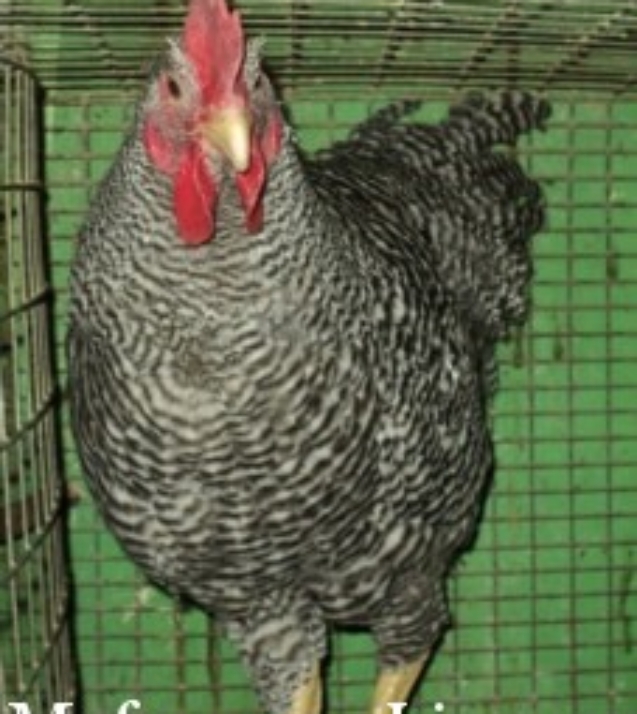 DSC00280_cr06