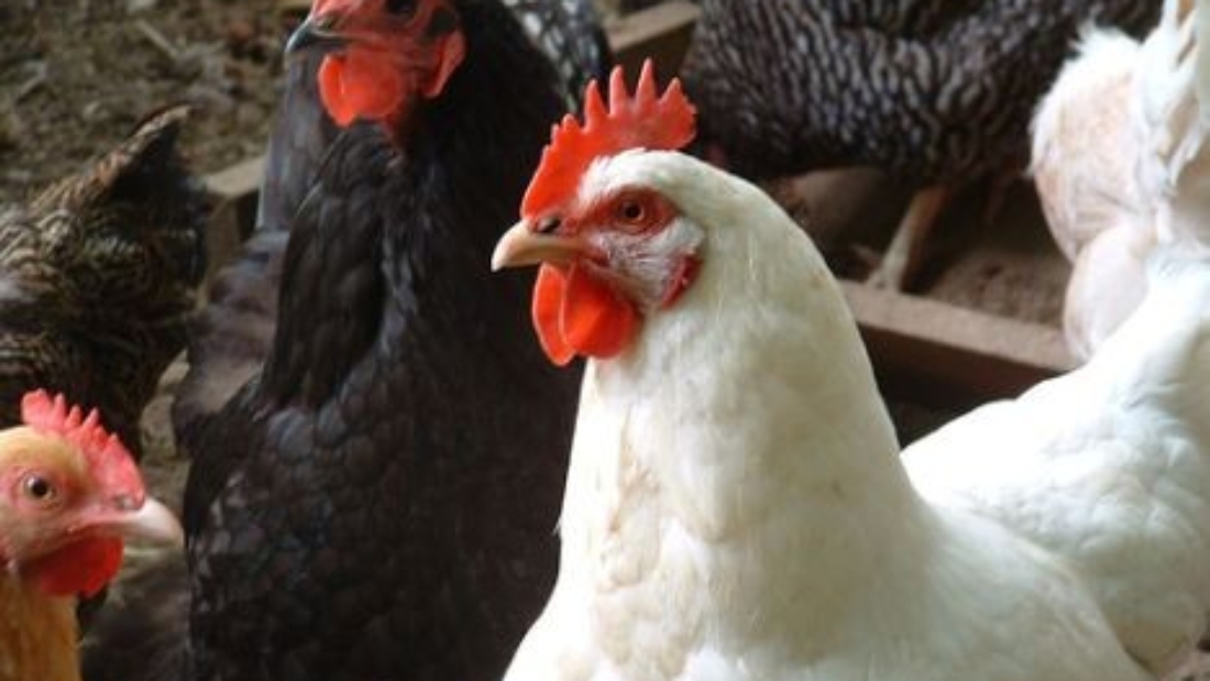 chiken
