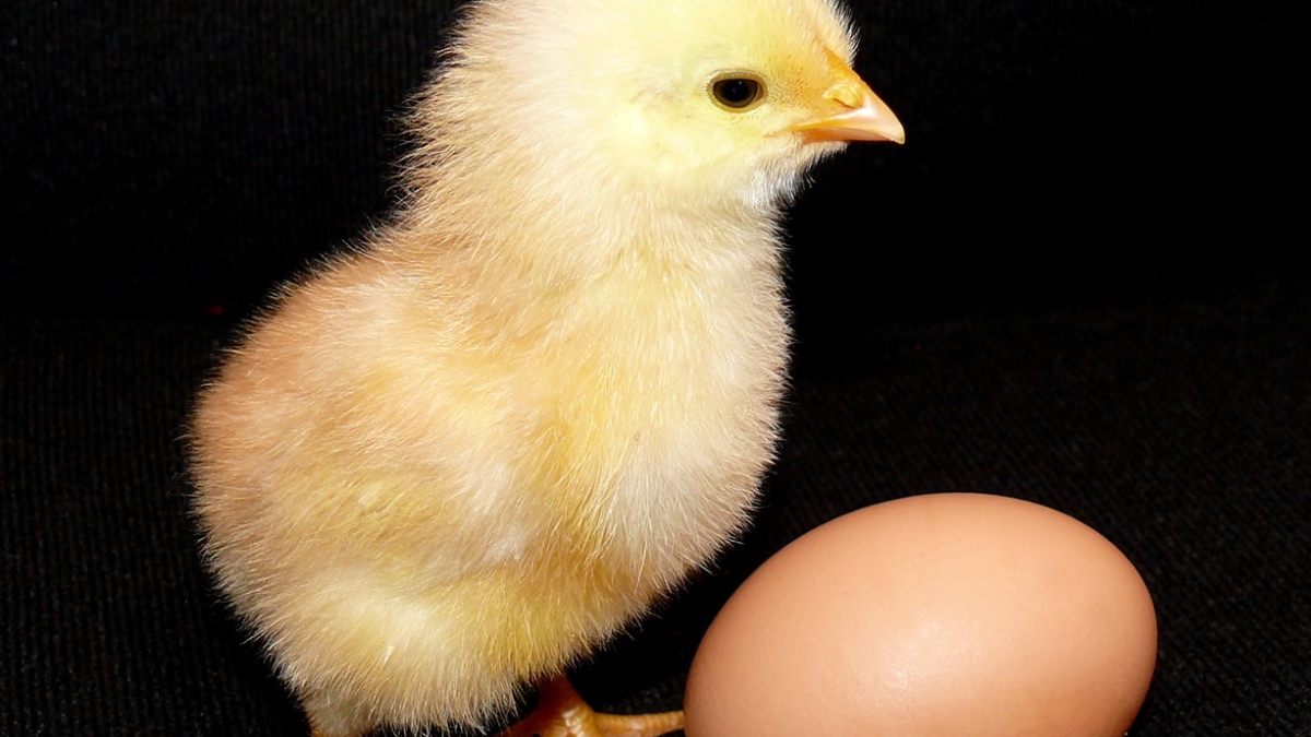 egg+kur