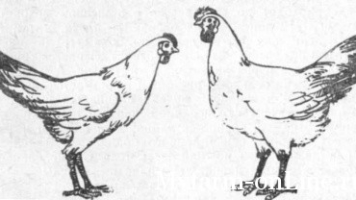 exterjer-plohoi-i-horoshei-nesushki