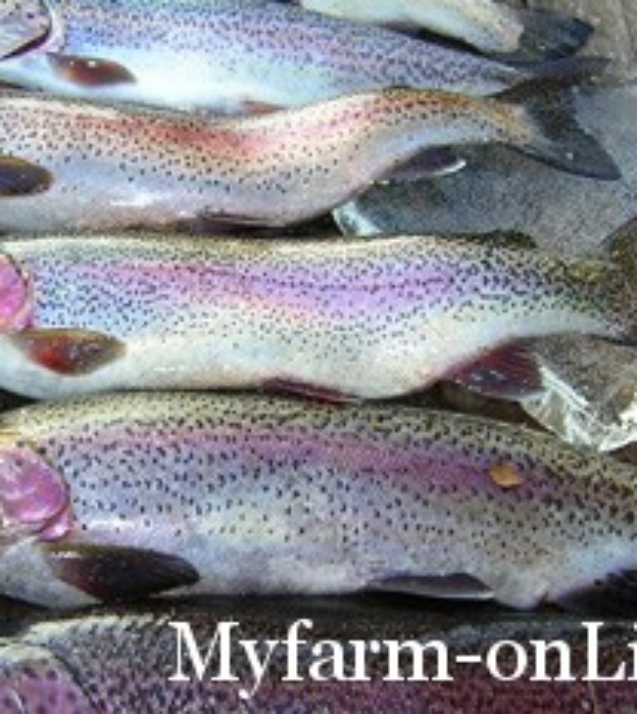 forel3