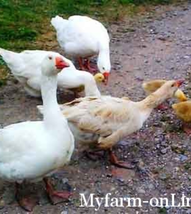 geese-1