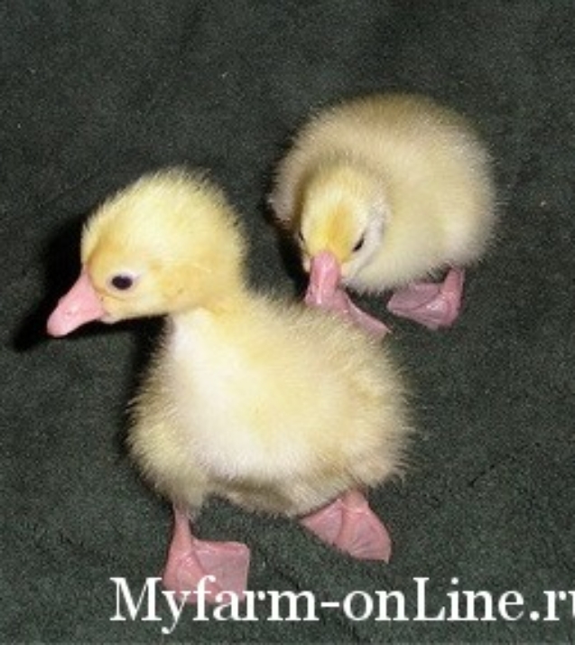 goslings