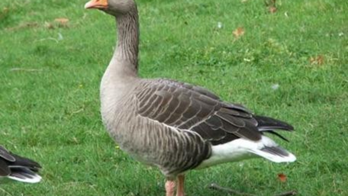 image017