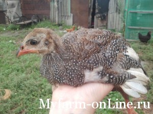 Заказать цесарок на myfarm-online.ru