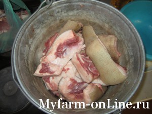 Заказать сало вьетнамской вислобрюхой свиньи