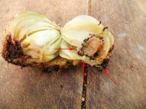 Защиты лука и чеснока от пожелтения и Луковой мухи