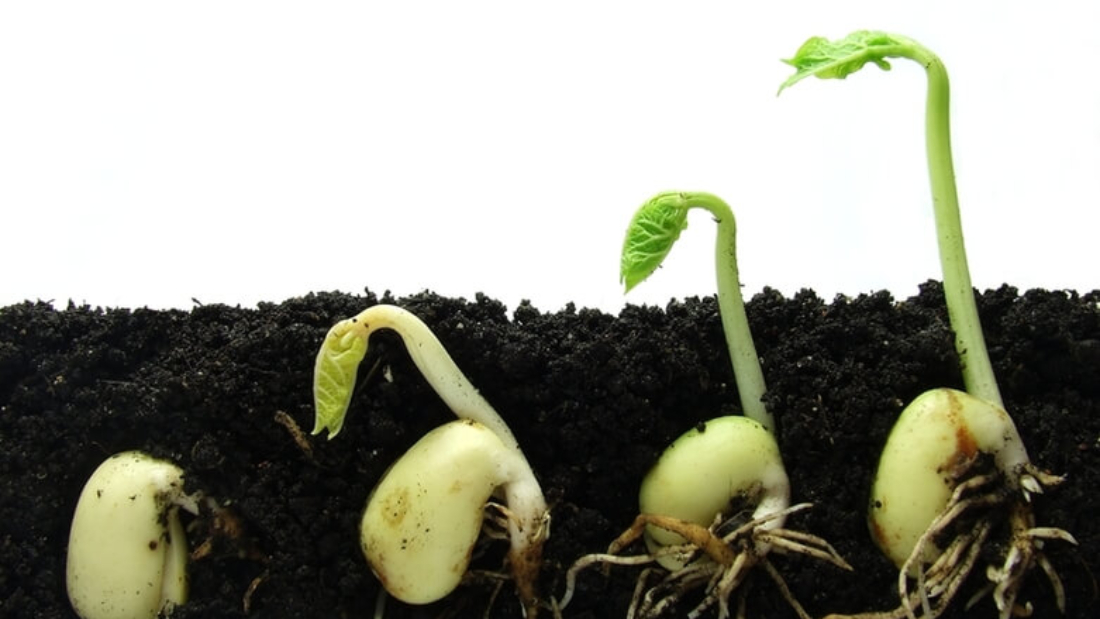 kak-podgotovit-semena-na-rassadu-raznymi-sposobami-chtob-sobrat-horoshij-urozhaj-i-vyrastit-zdorovuyu-rassadu