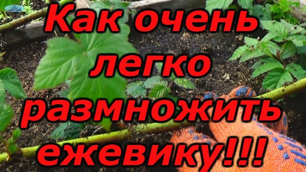 bc5fd18a2a2da85f3685b4724f593b12