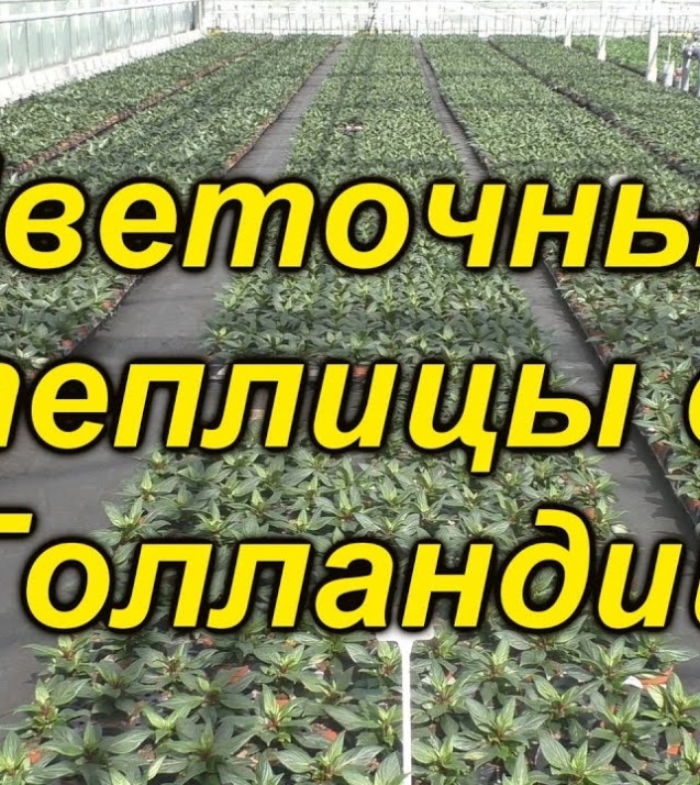 da00c976b7a8a6335e93451d513b382e