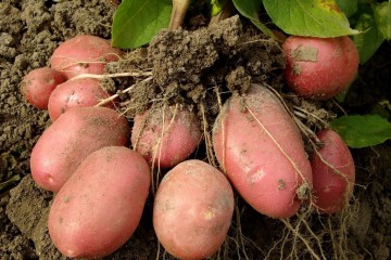 Основные способы выращивания картофеля