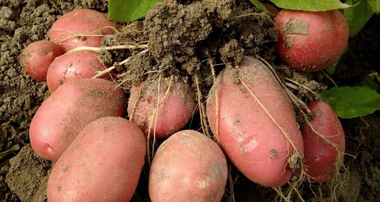 Основные способы выращивания картофеля